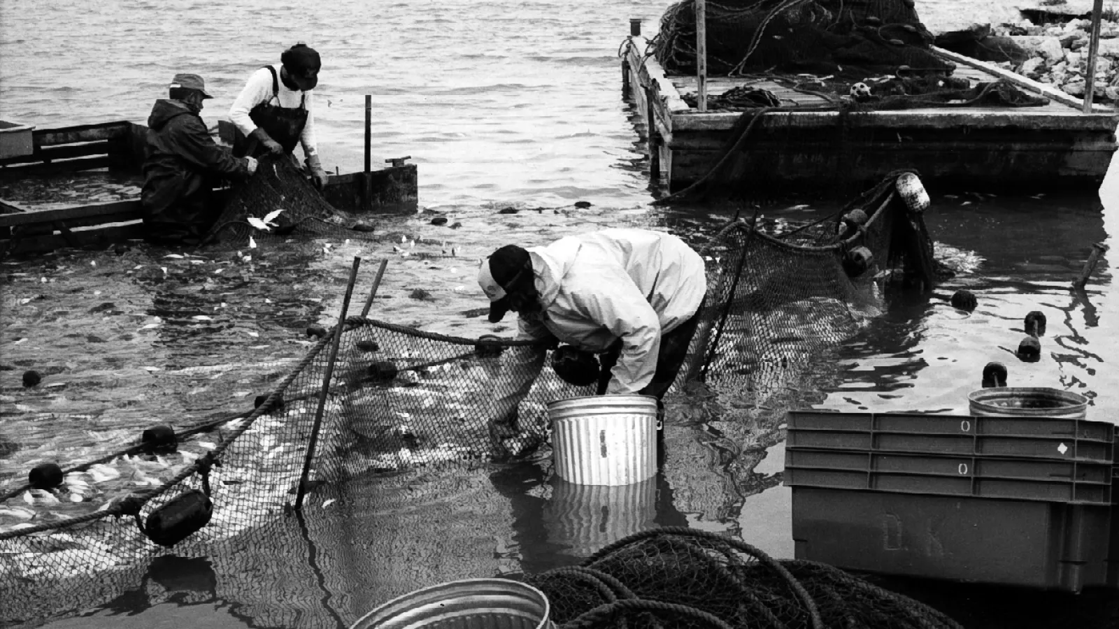 Seining: 83-01 PhN 02-14