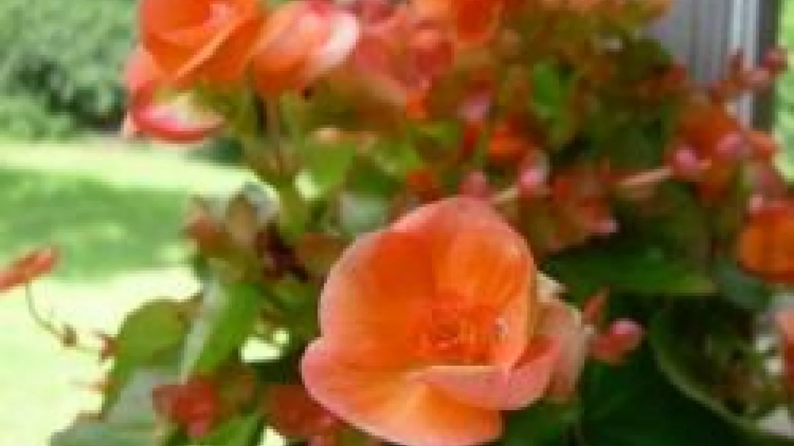 Orange flowers representing the word, kudos