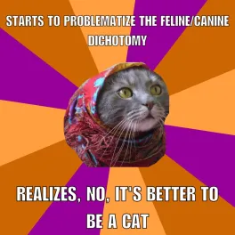 Nathan Young cat meme